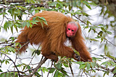 Red Uakari (Cacajao calvus) male in trees, Amazon Ecosystem, Brazil
