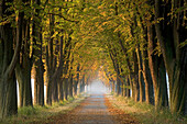 Tree-lined road with fall colored trees, Europe