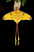 Madagascar Moon Moth (Argema mittrei), Madagascar