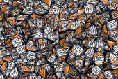 Monarch (Danaus plexippus) butterflies dead on the ground after wet and cold weather, Michoacan, Mexico