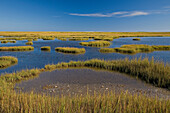 Salt marsh landscape, Cape May Peninsula, New Jersey