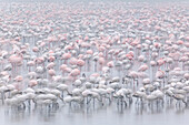 Lesser Flamingo (Phoenicopterus minor) group feeding in the shallow waters of Lake Nakuru, Kenya