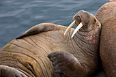 Pacific Walrus (Odobenus rosmarus divergens) juvenile bull resting, Bristol Bay, Round Island, Alaska