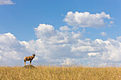 Topi (Damaliscus lunatus) guard standing on termite mound, Masai Mara National Reserve, Kenya