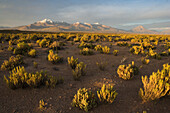 Low bushes on altiplano at sunset with volcanoes in the background near Volcan Isluga National Park, northern Chile