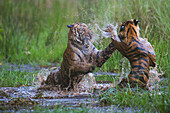 Bengal Tiger (Panthera tigris tigris) cubs, sixteen month old, playing in water in April during the dry season, India