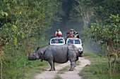 Indian Rhinoceros (Rhinoceros unicornis) standing on road with tourists in game drive vehicles, Kaziranga National Park, India