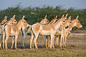 Indian Wild Ass (Equus hemionus khur) herd in clay pan during the dry season, Indian Wild Ass Sanctuary, Little Rann of Kutch, India