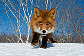 Red Fox (Vulpes vulpes), Kamchatka, Russia