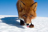 Red Fox (Vulpes vulpes) portrait, Kamchatka, Russia