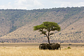 African Elephant (Loxodonta africana) herd resting in shade, Masai Mara, Kenya