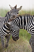 Burchell's Zebra (Equus burchellii) pair, Masai Mara, Kenya