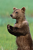 Grizzly Bear (Ursus arctos horribilis) cub playing, Katmai National Park, Alaska