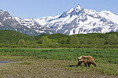 Grizzly Bear (Ursus arctos horribilis) in landscape, Katmai National Park, Alaska
