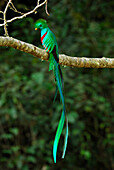 Resplendent Quetzal (Pharomachrus mocinno) male, Costa Rica