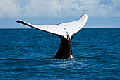 Humpback Whale (Megaptera novaeangliae) fluke, Abrolhos Islands, Bahia, Brazil