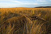 Giant Anteater (Myrmecophaga tridactyla) in Cerrado Ecosystem, Serra de Canastra National Park, Brazil