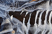 Bizarr, wie Zähne in einem Schädel geformtes Eis auf einer abgelaufenen Pfütze im Wald, Hessen, Deutschland