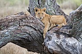 young Lion Panthera leo lying on tree, Serengeti National Park, Tanzania