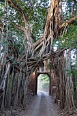 entrance gate and Indian Banyan (Ficus benghalensis), Ranthambore National Park, India.