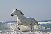 Camargue Horse, Adult Galloping on the Beach, Saintes Marie de la Mer in Camargue, in the South of France