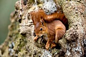 Red Squirrel, sciurus vulgaris, Adult standing at Nest Entrance, Normandy