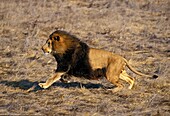 African Lion, panthera leo, Male with Beautifful Mane, Running