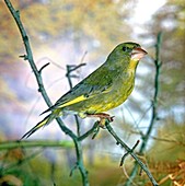Greenfinch, carduelis chlori, Adult standing on Branch