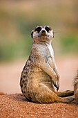MEERKAT suricata suricatta IN NAMIBIA