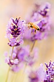 Sommerszene mit einer fleißigen Biene, die Lavendelblüten auf einer grünen Wiese bestäubt