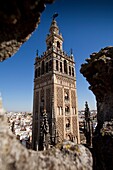 View of the Giralda from the roofs of the cathedral  Seville, Andalusia, Spain