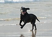Labrador running on the beach.