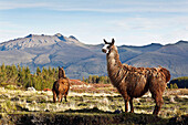 cotopazi national park