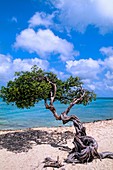 Beach and the famous lone Divi Tree in Palm Beach on colorful vacation in Aruba