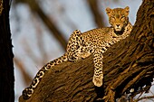 Adult Male Leopard Panthera pardus sat on branch in tree
