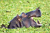 Hippopotamus Hippopotamus amphibius amongst Water Hyacinth with mouth open to show teeth