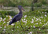 Shoebill Stork Balanaeceps rex searching for food amongst Water Hyacinth beds