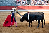 The spanish bullfighter Manuel Jesus ´El Cid´ bullfighting in a bullfight in Baeza, province of Jaen, Spain, Spain 14 august 2010