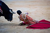 the Spanish toreador The Fandi of knees very close between the horns of the bull, Spain