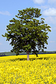 Baum mit blühenden Rapsfelder bei Straßberg, Harz, Sachsen-Anhalt, Deutschland, Europa