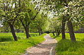 Alley of apple trees in Woerlitzer Park, UNESCO world heritage Garden Kingdom of Dessau-Woerlitz, Saxony-Anhalt, Germany