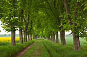 Kastanienallee im Ruppiner Land, Prignitz, Brandenburg, Deutschland