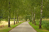 Birch alley, near Landsberg, Bavaria, Germany