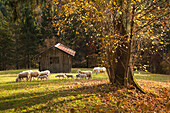 Mountain pasture with sheep, near Garmisch-Partenkirchen, Wetterstein mountains, Werdenfels area, Bavaria, Germany