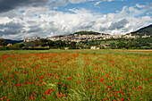 panorama of Assisi with poppy field, UNESCO World Heritage Site, St. Francis of Assisi, Via Francigena di San Francesco, St. Francis Way, Assisi, province of Perugia, Umbria, Italy, Europe