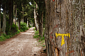 Tau symbol in an alley of cypress trees, direction sign for the Via Francigena di San Francesco, St. Francis Way, St. Francis of Assisi, Assisi, UNESCO World Heritage Site, Assisi, province of Perugia, Umbria, Italy, Europe