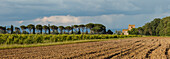 Landscape near Castiglione del Lago, pine trees and cypress trees, vineyard, country residence at Lago Trasimeno, lake, province of Perugia, Umbria, Italy, Europe