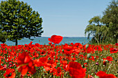 Mohnblüte, Mohnfeld und Bäume am Seeufer bei San Feliciano, Lago Trasimeno, See, Trasimenischer Provinz Perugia, Umbrien, Italien, Europa