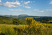 Landscape with broom, lat. Genista, San Bartolomeo, near Umbertide, province of Perugia, Umbria, Italy, Europe