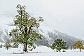 Verschneite Ahornbäume, Großer Ahornboden, Eng, Naturpark Karwendel, Karwendel, Tirol, Österreich